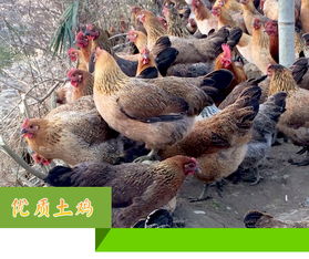 楊澤江農產品供應基地 中國惠農網上的優質食用農產品批發商